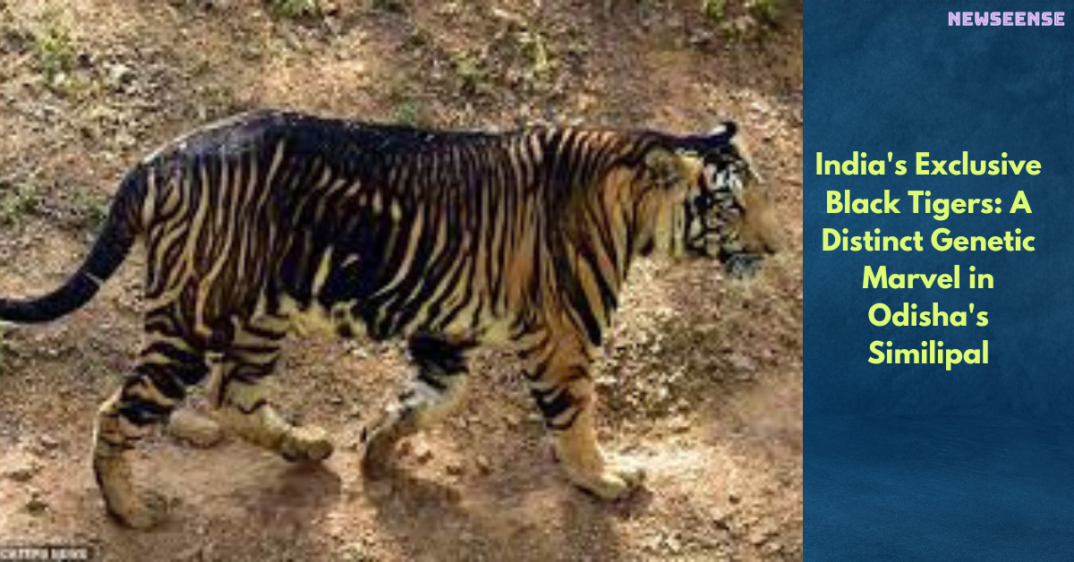 India's Exclusive Black Tigers: A Distinct Genetic Marvel in Odisha's Similipal