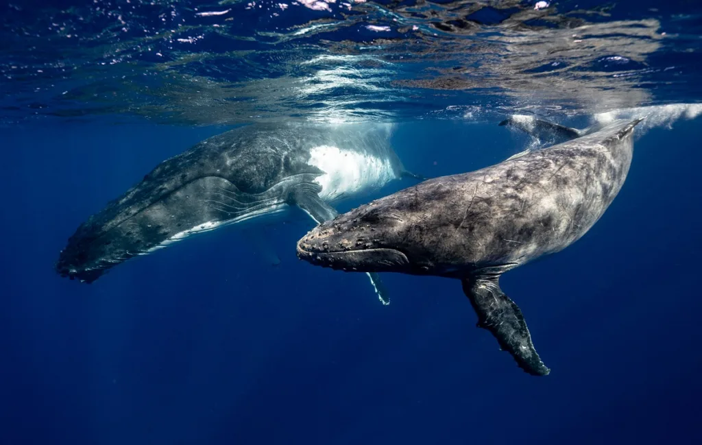 Scientists "Converse" with Alaskan Humpback Whale, Paving the Way for Alien Communication