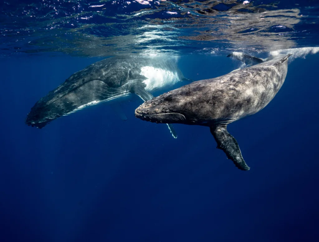 Scientists "Converse" with Alaskan Humpback Whale, Paving the Way for Alien Communication